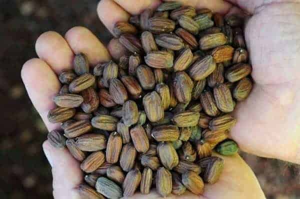 الجوجوبا